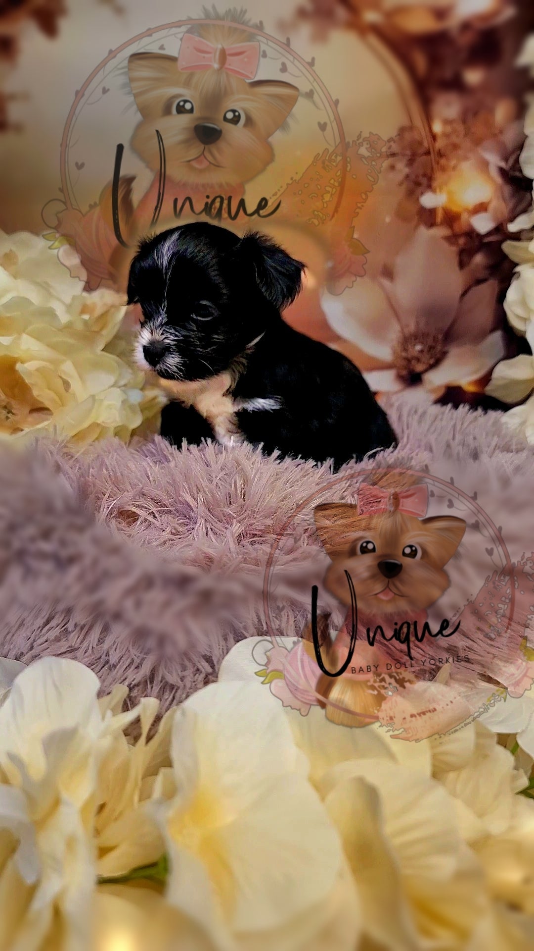 Bella-sold