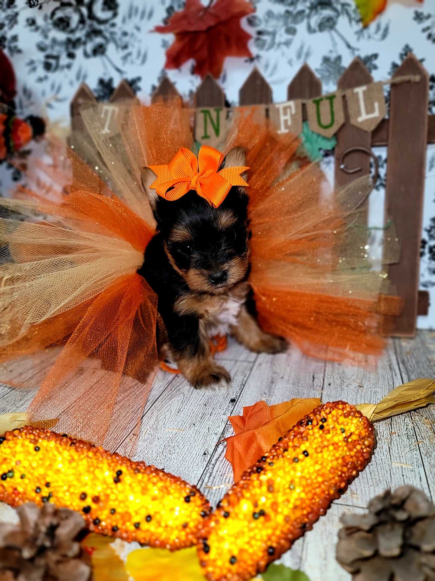 Sold....Autumn Cade & Mira Yorkie -Female
