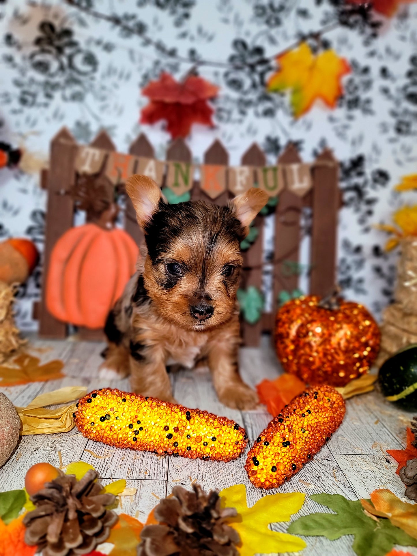 Sold....Austin Cade & Mira -Male