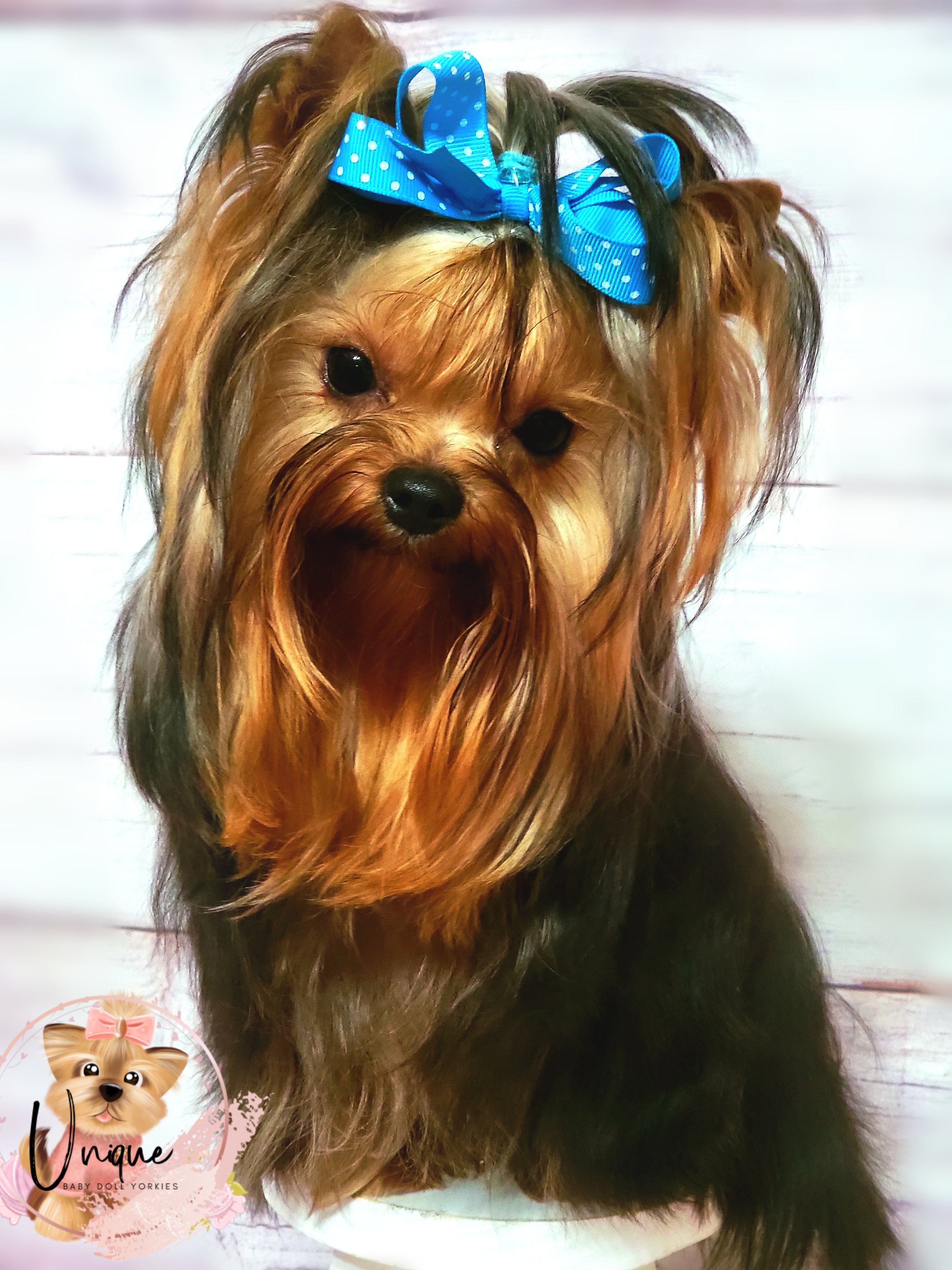 Doll face yorkies for sale best sale