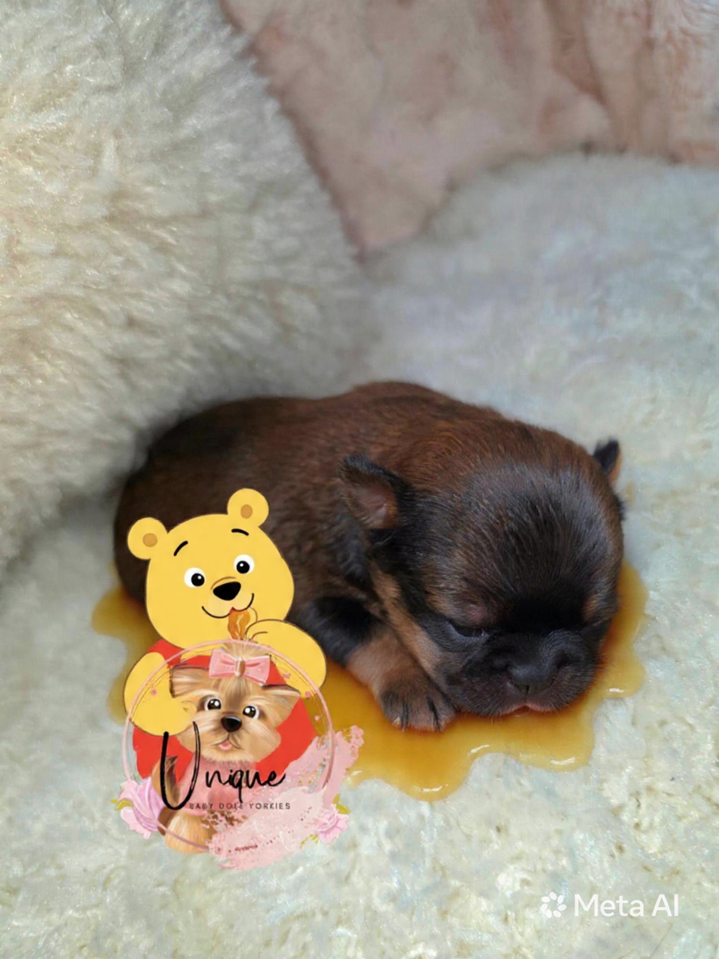 Pooh Bear