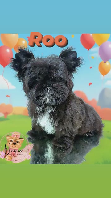 Roo