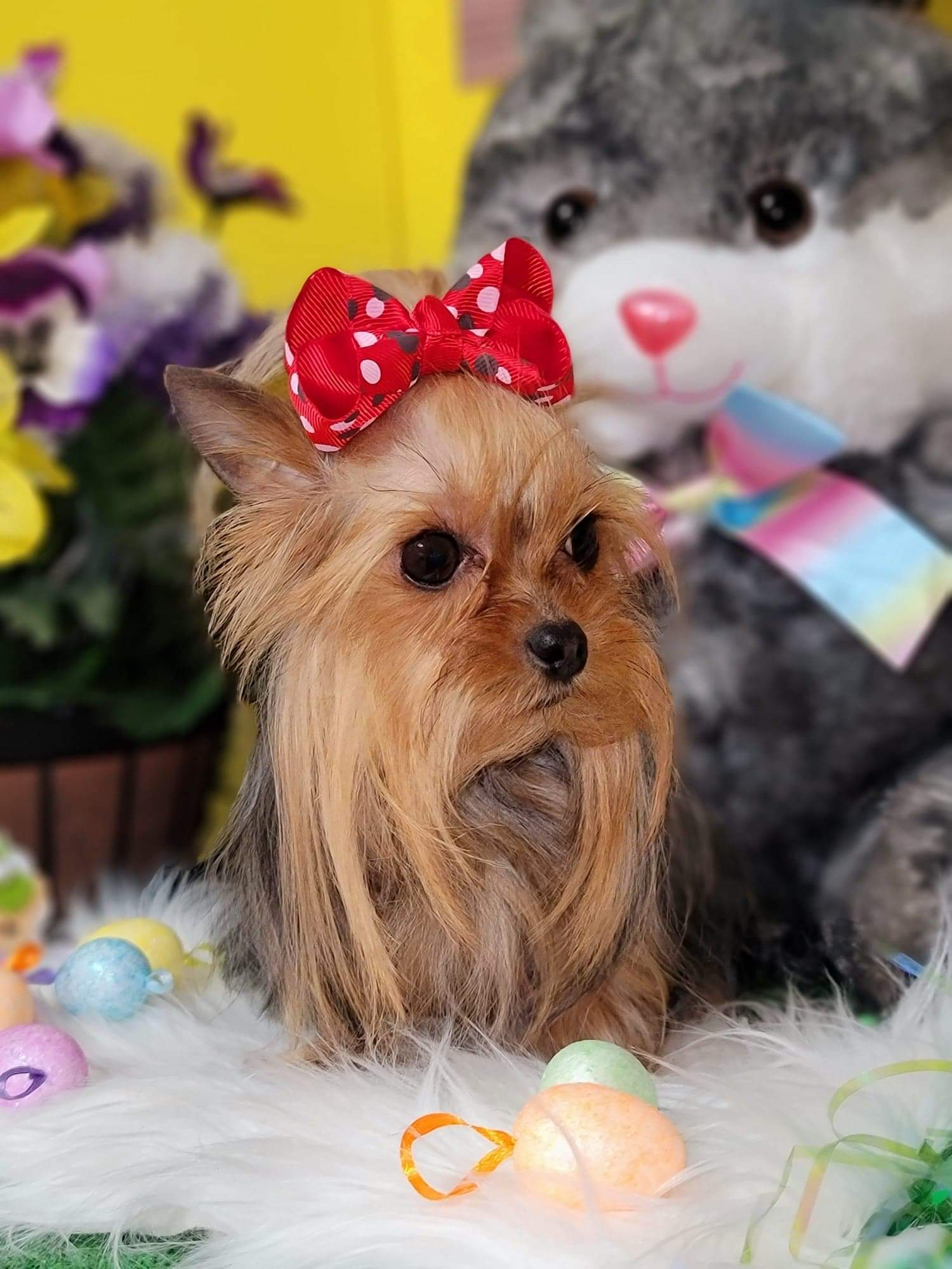 Baby doll outlet yorkies