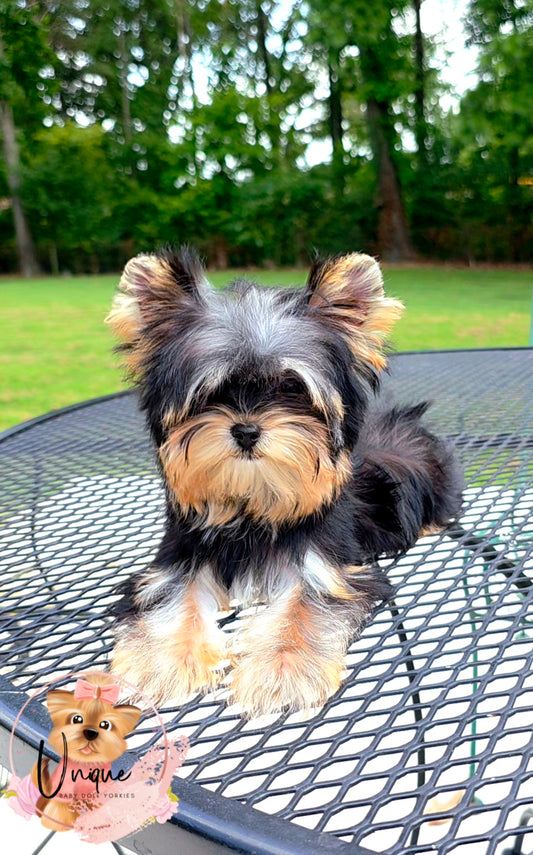 Snickers-Sold