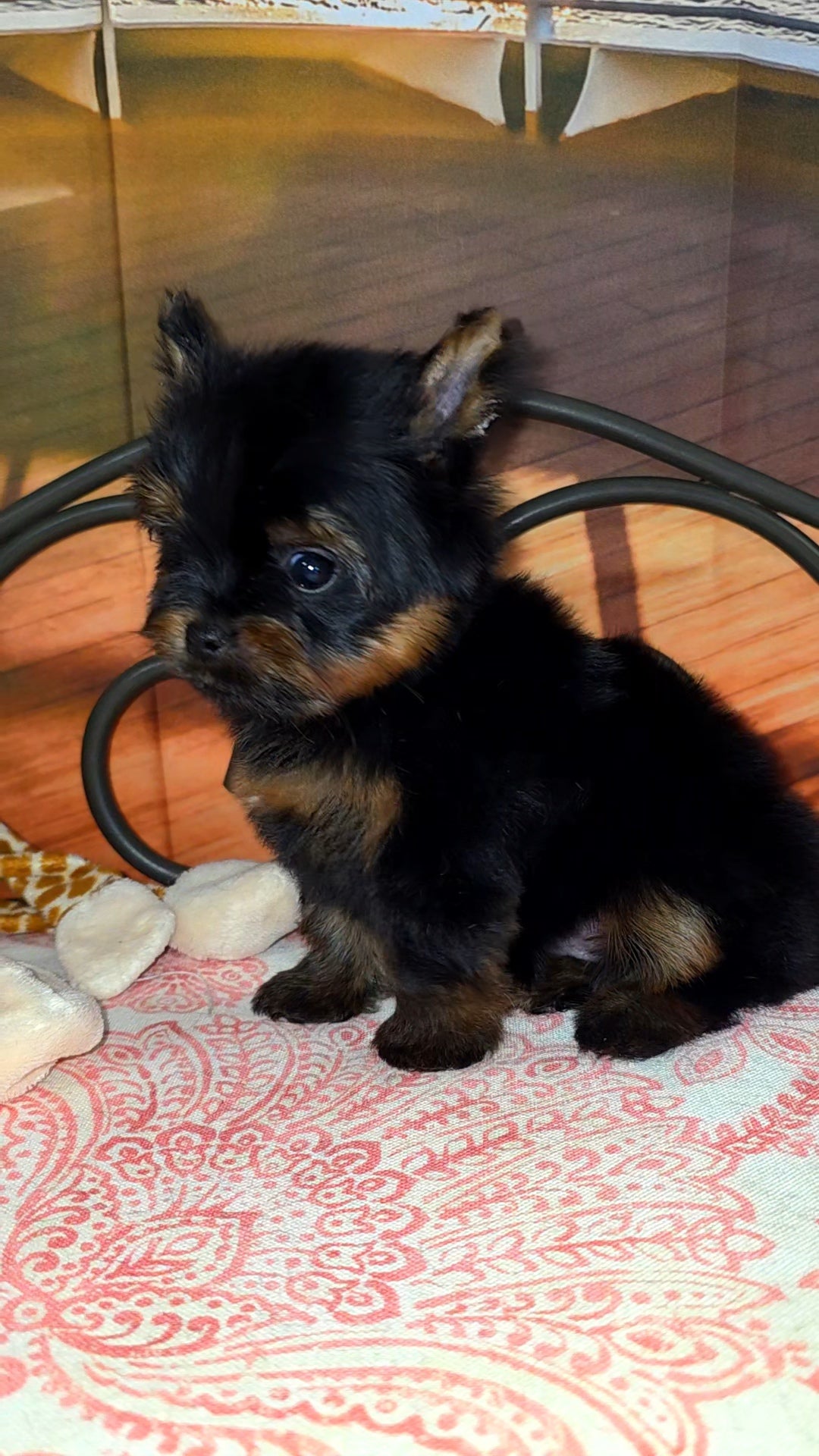 Nicholas aka Nick - Sold