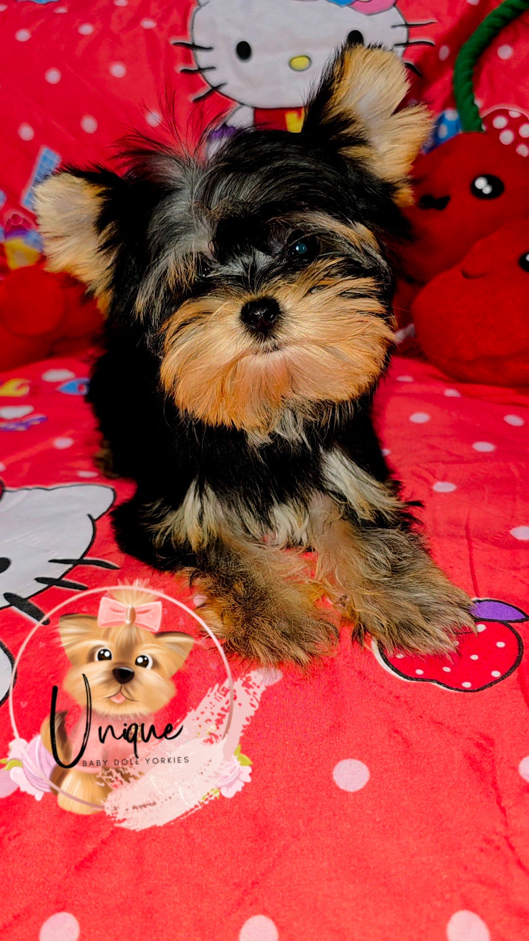 Snickers-Sold