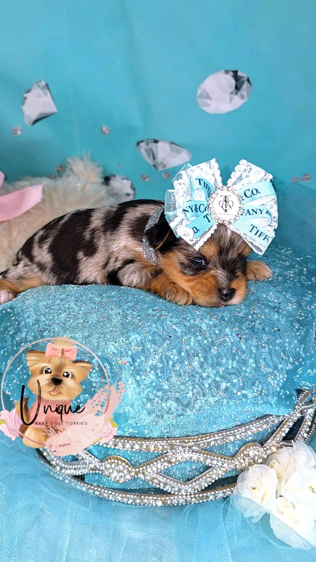 Starburst-Reserved